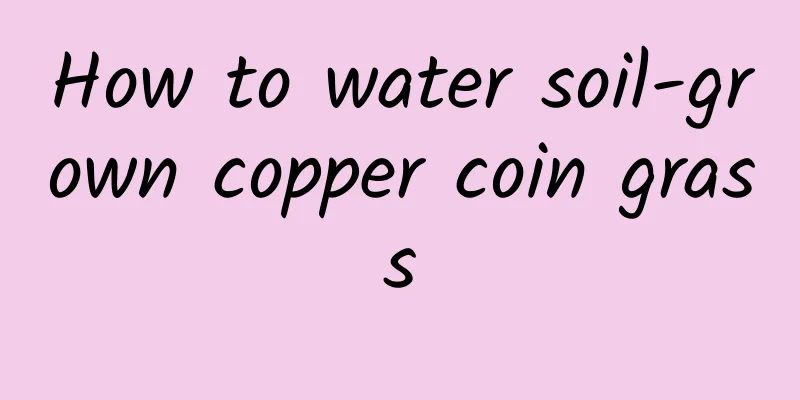 How to water soil-grown copper coin grass