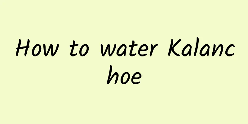 How to water Kalanchoe