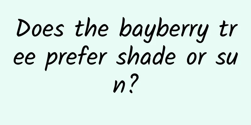 Does the bayberry tree prefer shade or sun?