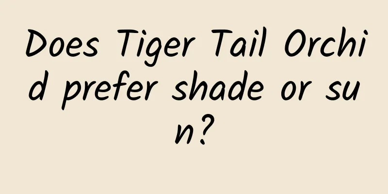 Does Tiger Tail Orchid prefer shade or sun?