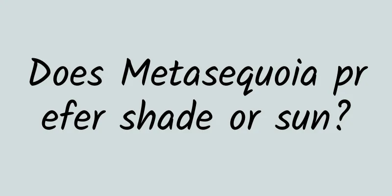 Does Metasequoia prefer shade or sun?