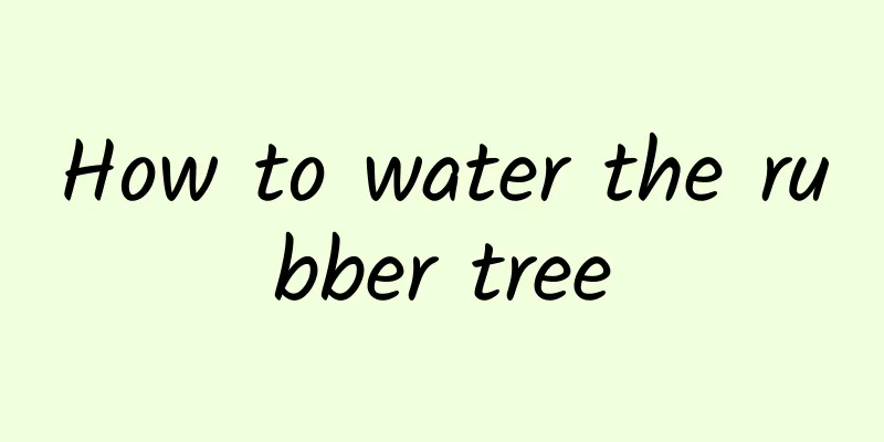 How to water the rubber tree