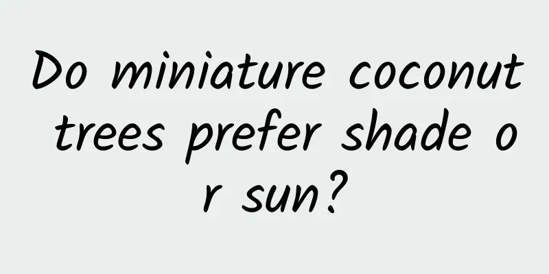 Do miniature coconut trees prefer shade or sun?