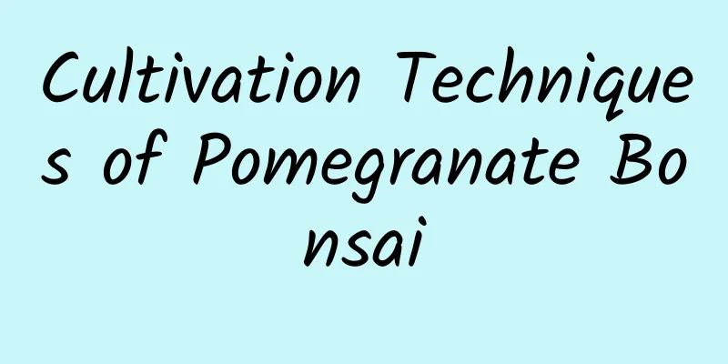 Cultivation Techniques of Pomegranate Bonsai