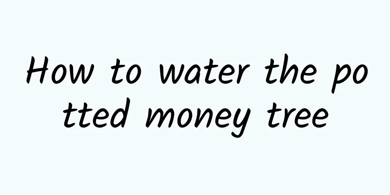 How to water the potted money tree