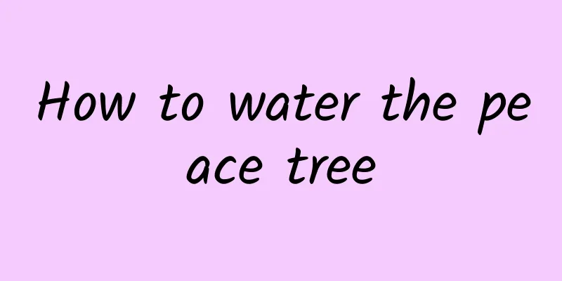 How to water the peace tree