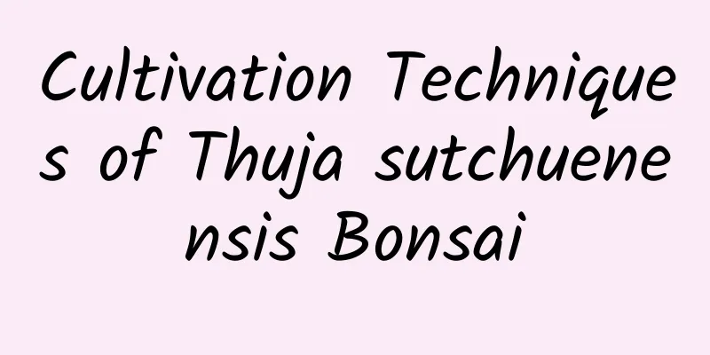 Cultivation Techniques of Thuja sutchuenensis Bonsai