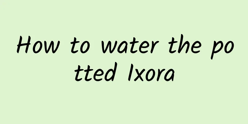 How to water the potted Ixora