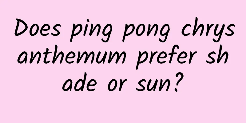 Does ping pong chrysanthemum prefer shade or sun?