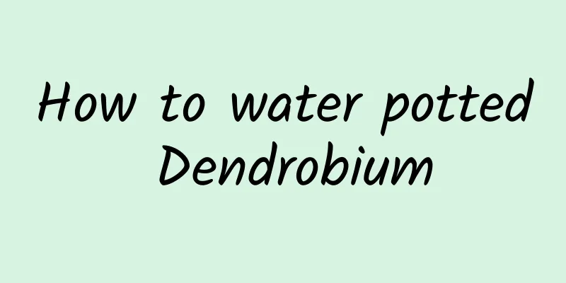 How to water potted Dendrobium