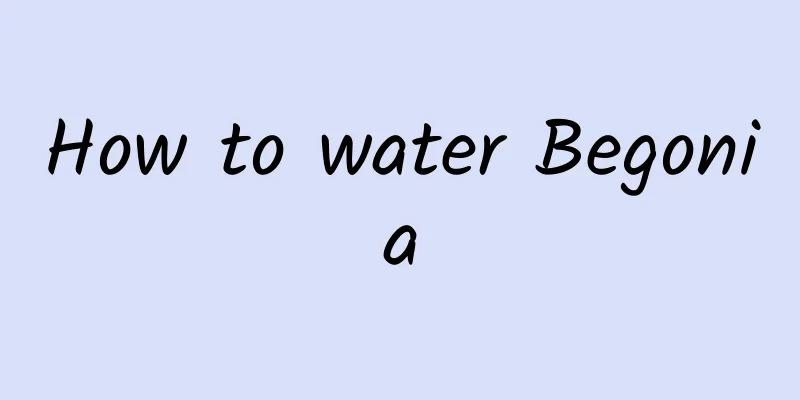 How to water Begonia