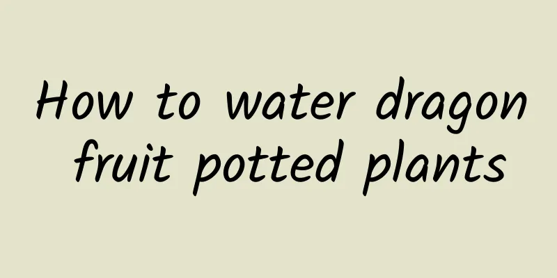 How to water dragon fruit potted plants