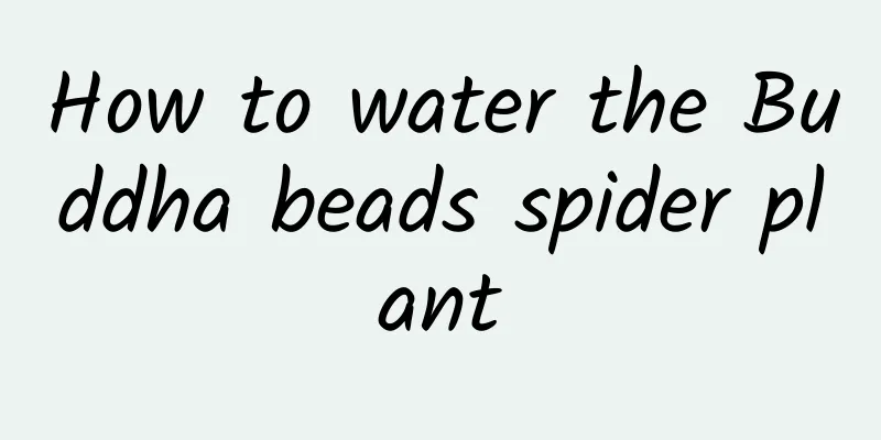How to water the Buddha beads spider plant