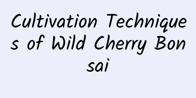 Cultivation Techniques of Wild Cherry Bonsai