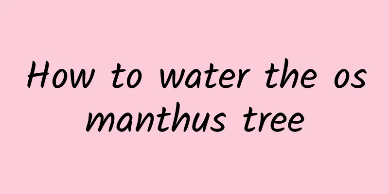 How to water the osmanthus tree