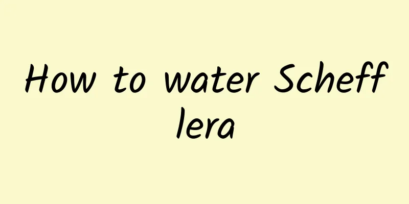 How to water Schefflera