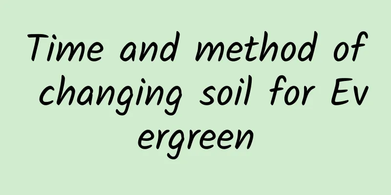 Time and method of changing soil for Evergreen