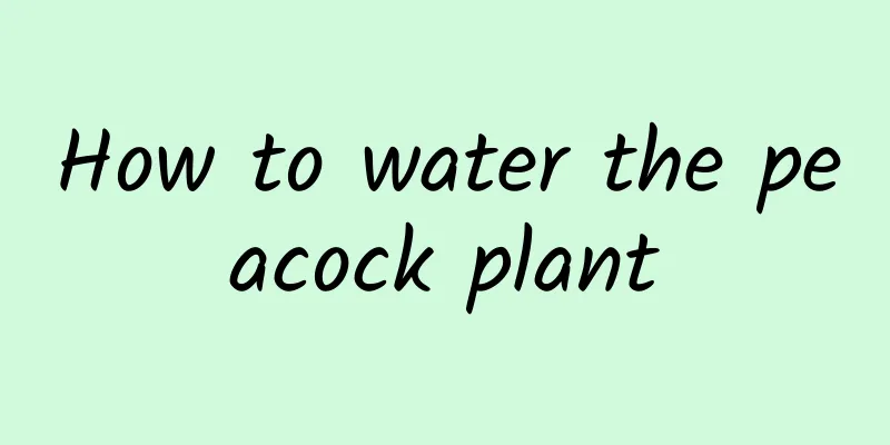 How to water the peacock plant