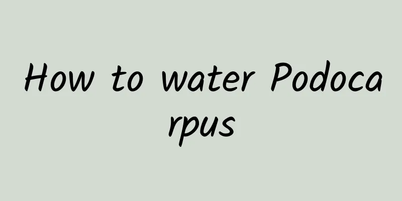 How to water Podocarpus