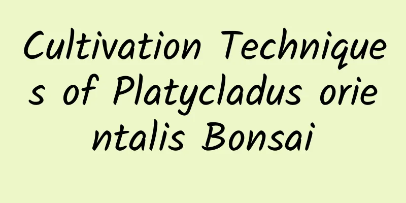 Cultivation Techniques of Platycladus orientalis Bonsai