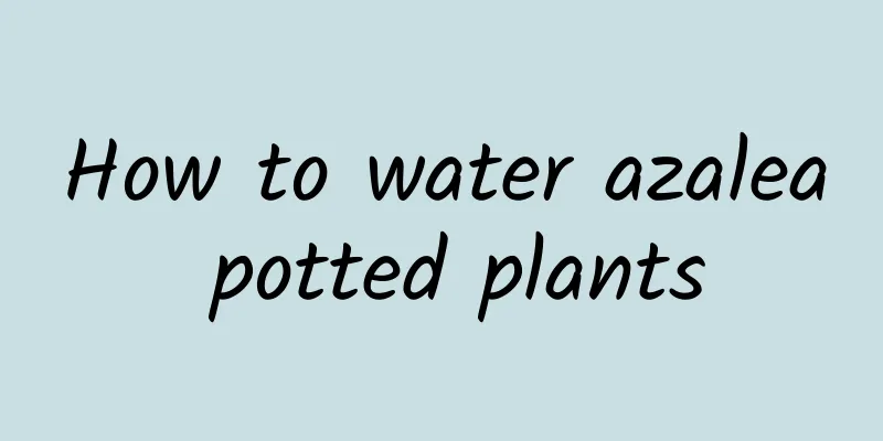 How to water azalea potted plants