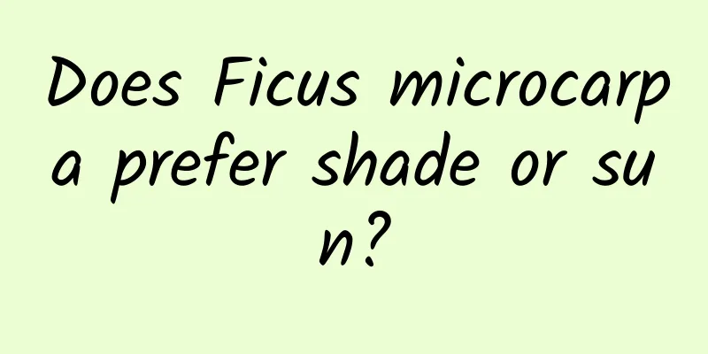 Does Ficus microcarpa prefer shade or sun?