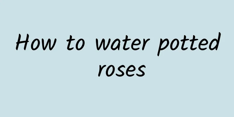 How to water potted roses