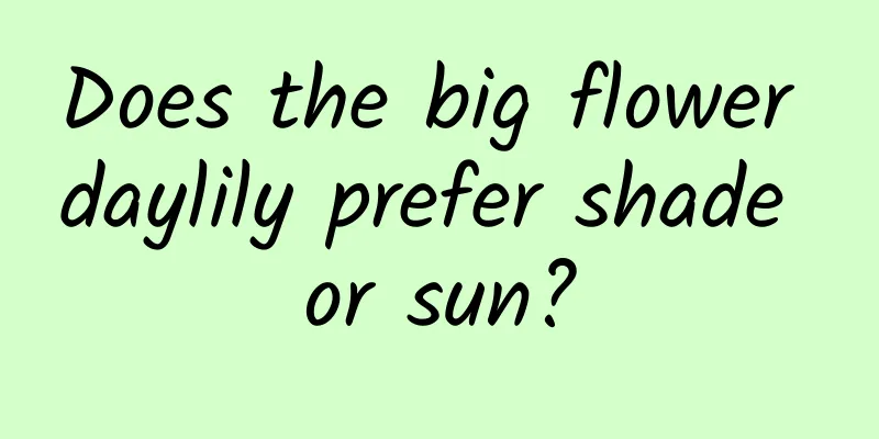 Does the big flower daylily prefer shade or sun?