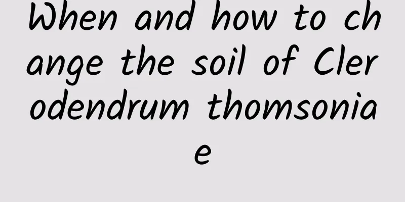 When and how to change the soil of Clerodendrum thomsoniae