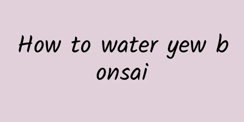 How to water yew bonsai