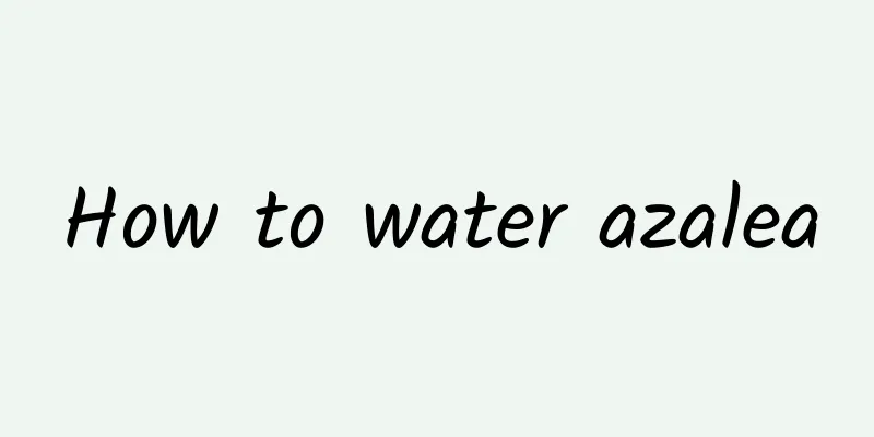 How to water azalea