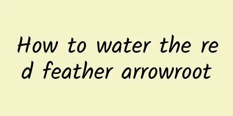 How to water the red feather arrowroot