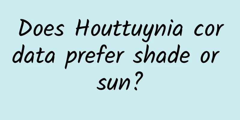 Does Houttuynia cordata prefer shade or sun?
