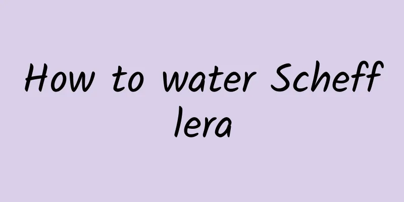 How to water Schefflera