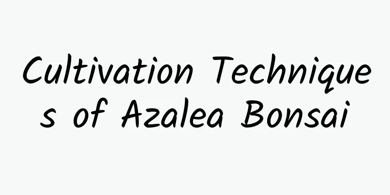 Cultivation Techniques of Azalea Bonsai