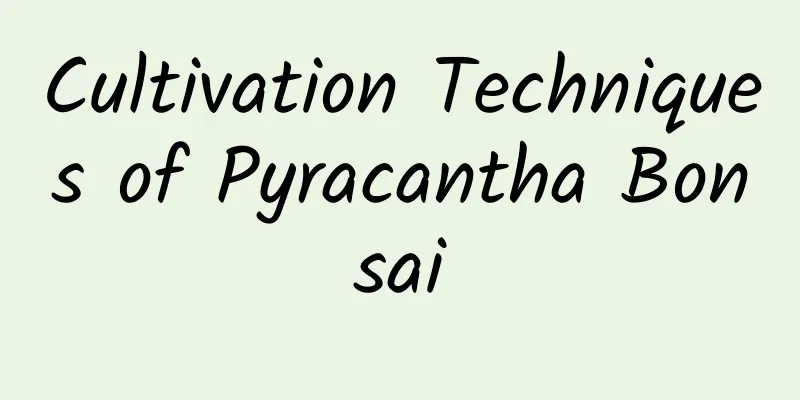 Cultivation Techniques of Pyracantha Bonsai