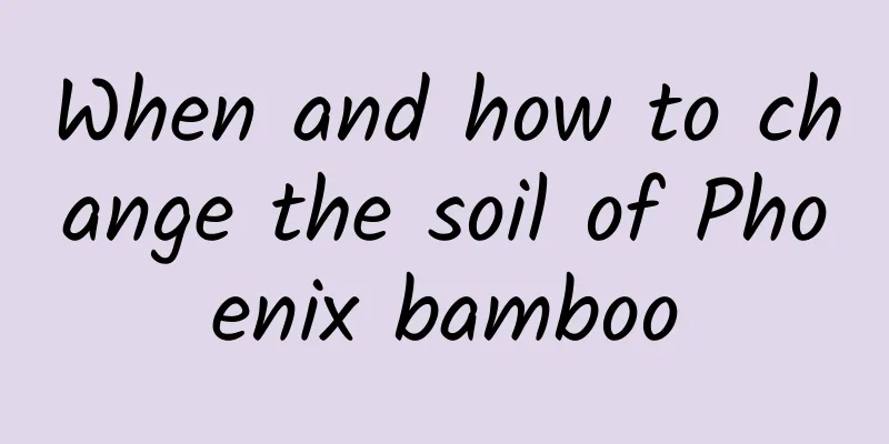 When and how to change the soil of Phoenix bamboo