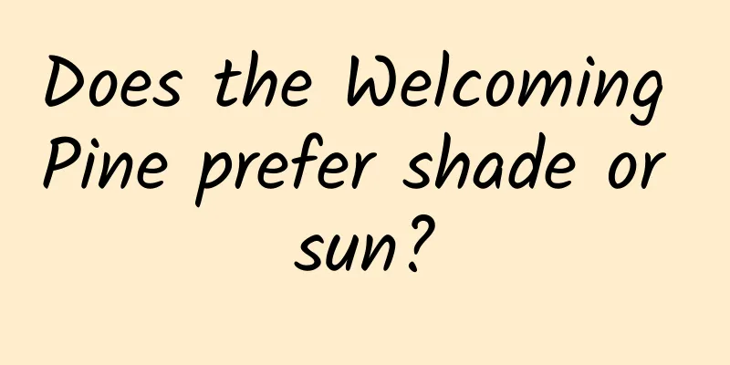 Does the Welcoming Pine prefer shade or sun?