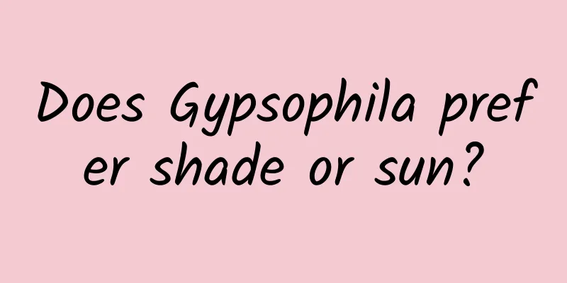 Does Gypsophila prefer shade or sun?
