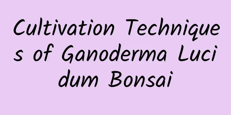 Cultivation Techniques of Ganoderma Lucidum Bonsai