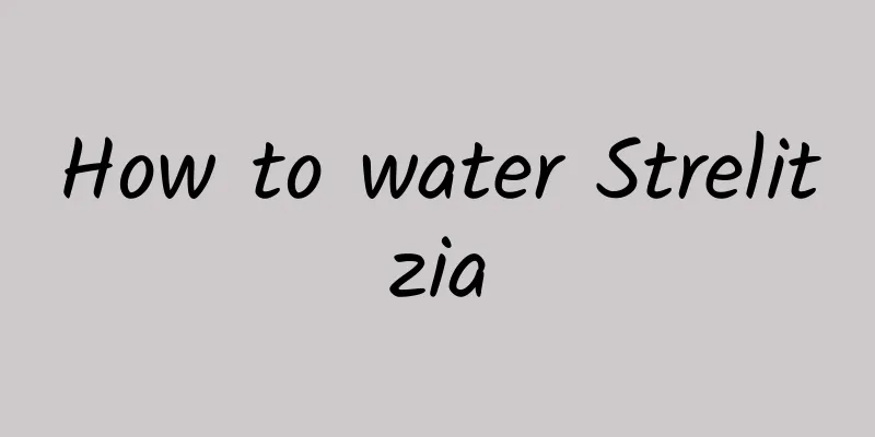 How to water Strelitzia