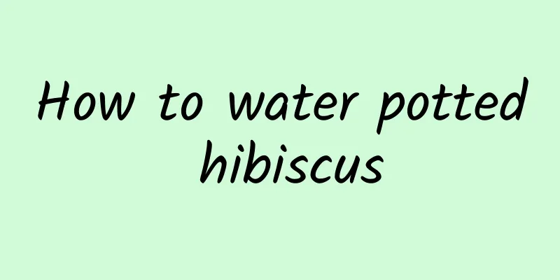 How to water potted hibiscus