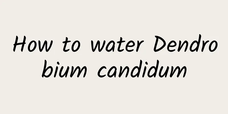 How to water Dendrobium candidum