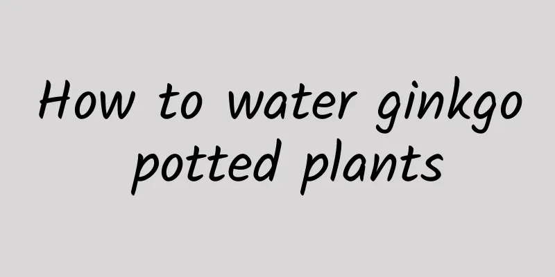 How to water ginkgo potted plants
