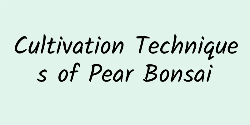 Cultivation Techniques of Pear Bonsai
