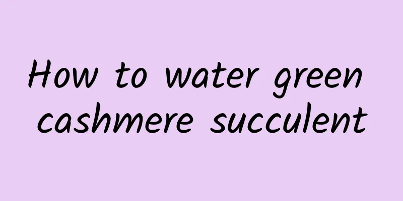 How to water green cashmere succulent