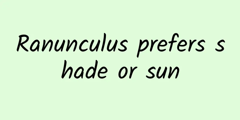 Ranunculus prefers shade or sun