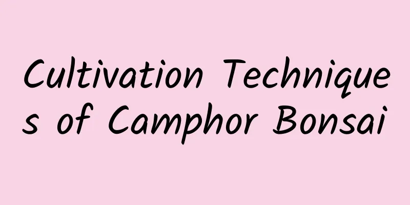 Cultivation Techniques of Camphor Bonsai