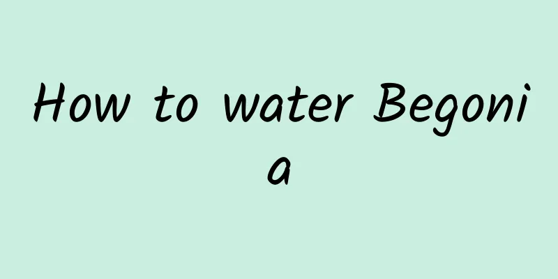 How to water Begonia