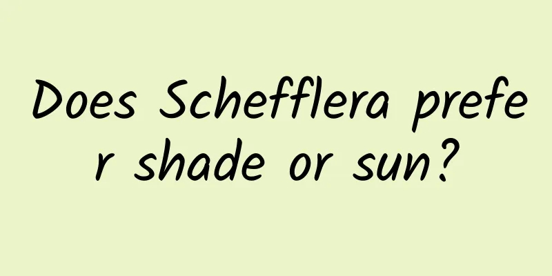 Does Schefflera prefer shade or sun?